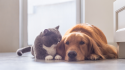 8 diseases you can catch from animals—and some you definitely can't