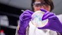 Where did superbugs come from?