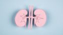 A guide to the kidneys for people with diabetes