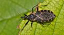  What to know about 'kissing bugs' and Chagas disease