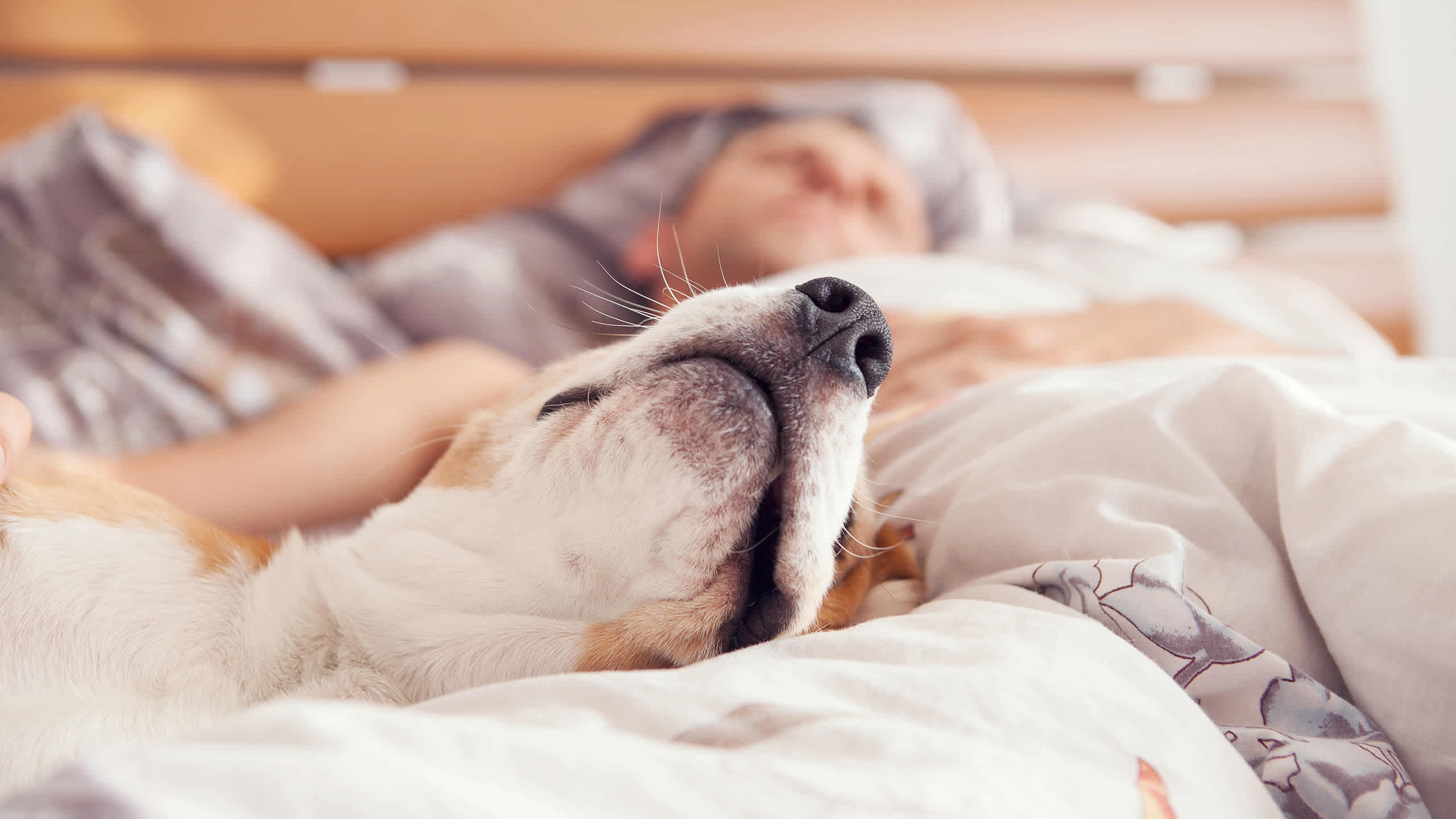 You snuggle up with Fido at night