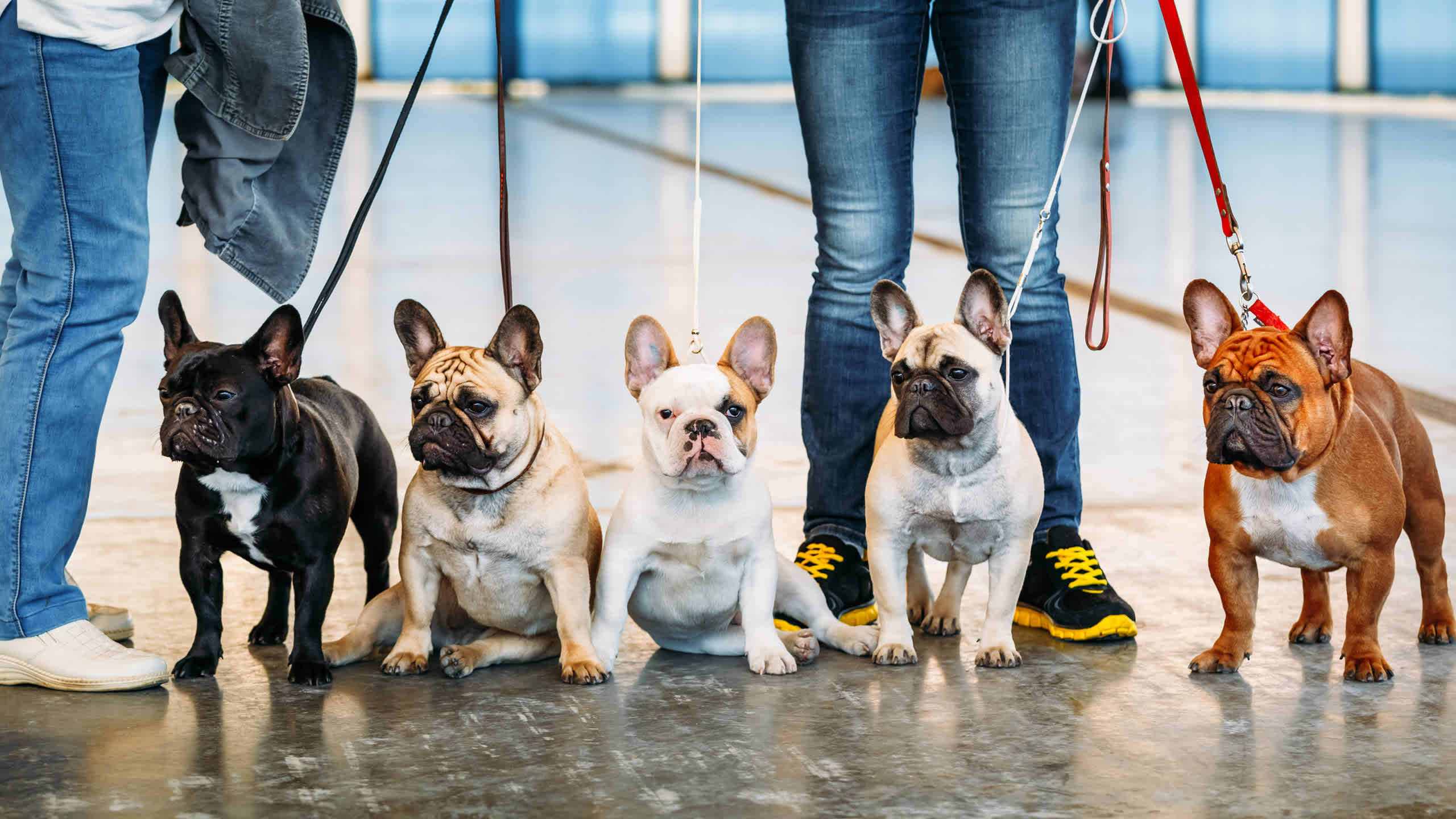 Pets complete your tribe