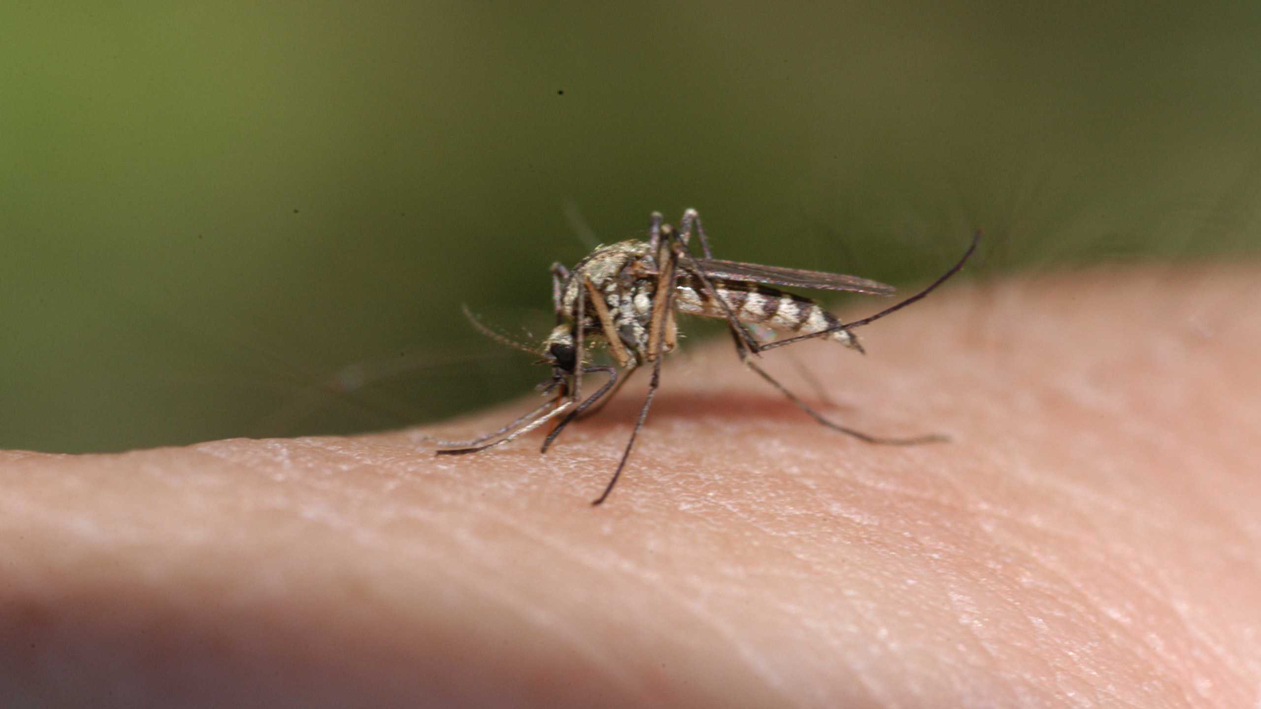 Mosquito bites