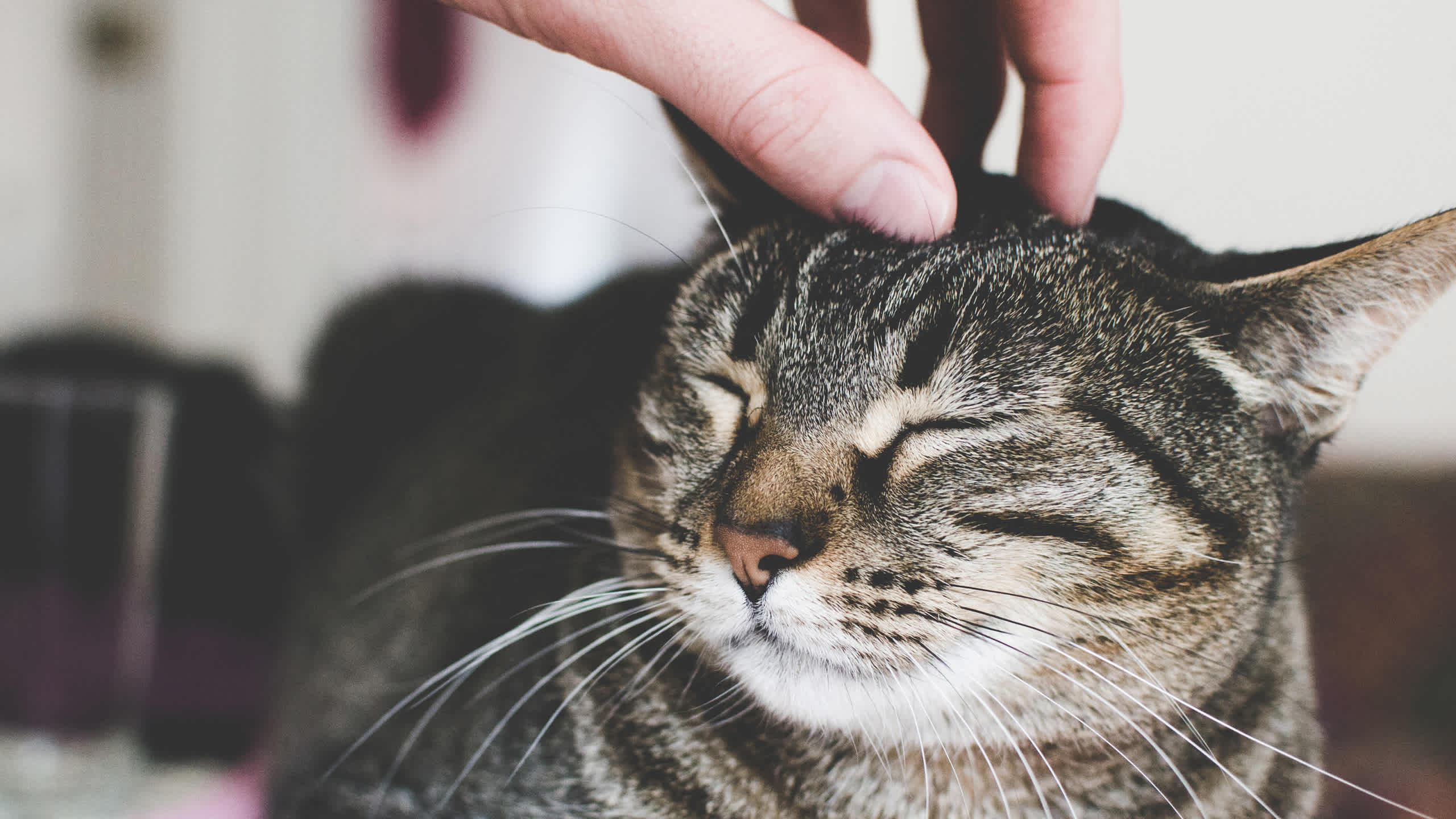 Myth: You should steer clear of cats