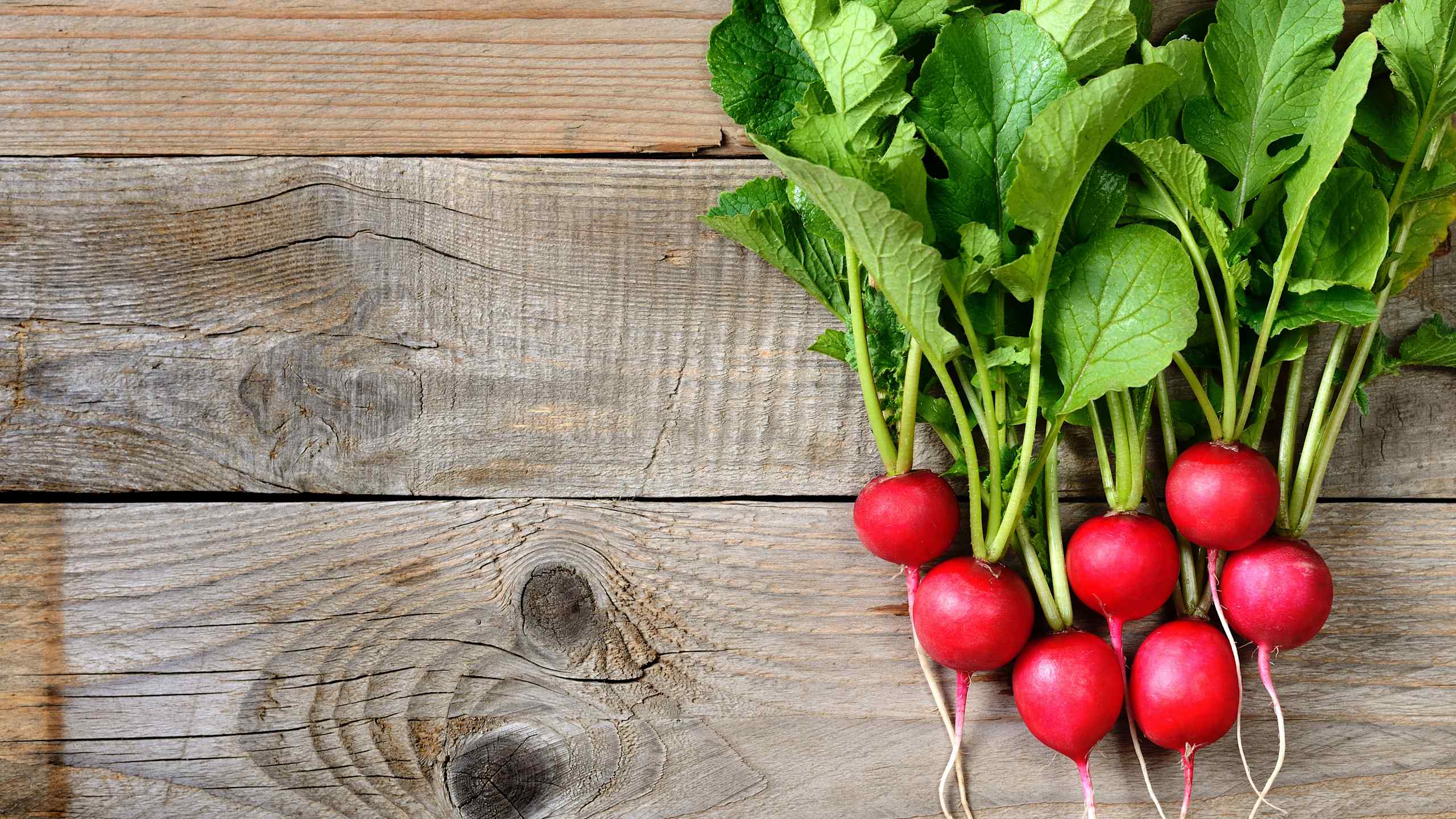 Radishes: 95.3 percent water
