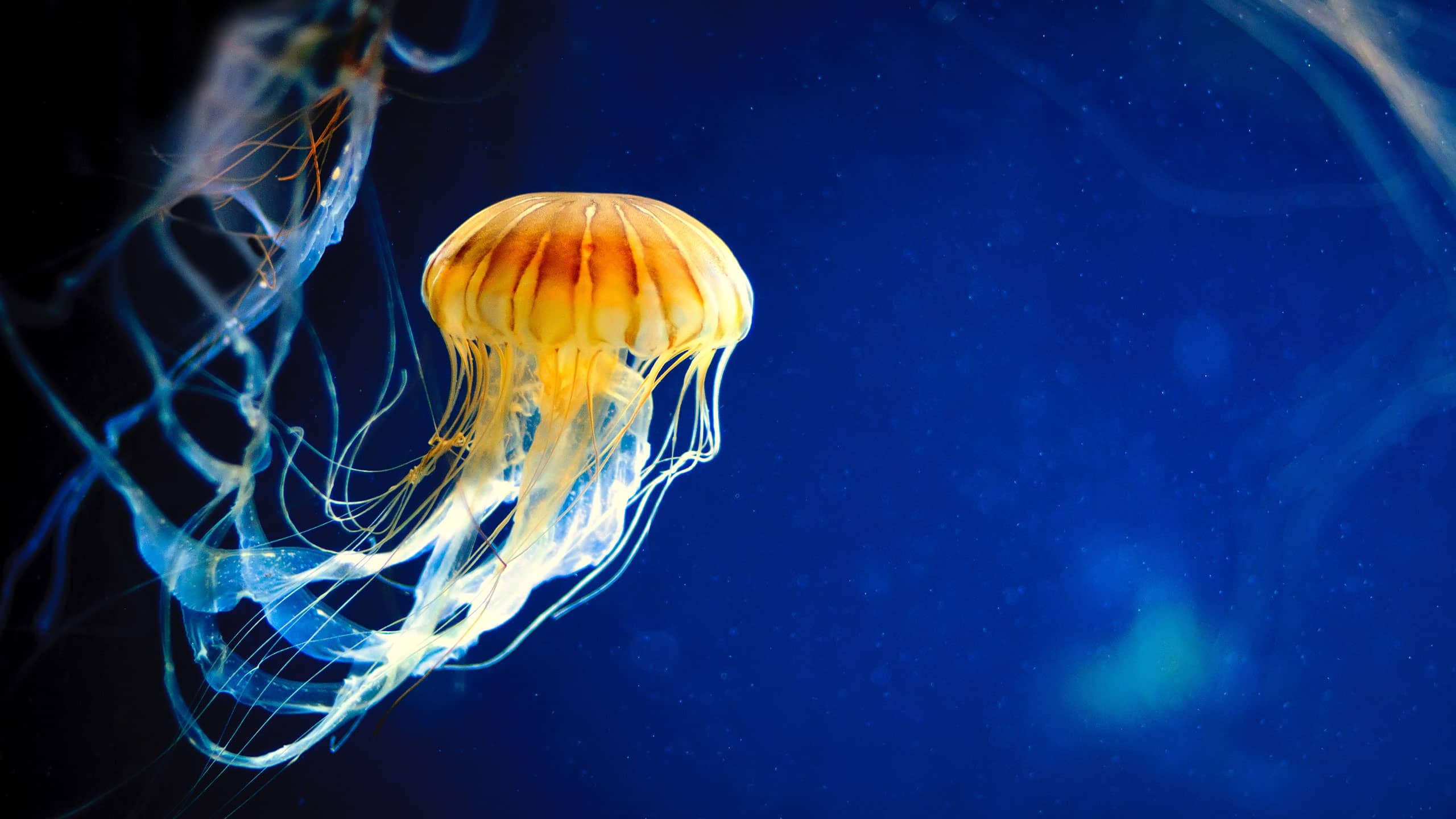Myth: Peeing on a jellyfish sting will ease the pain