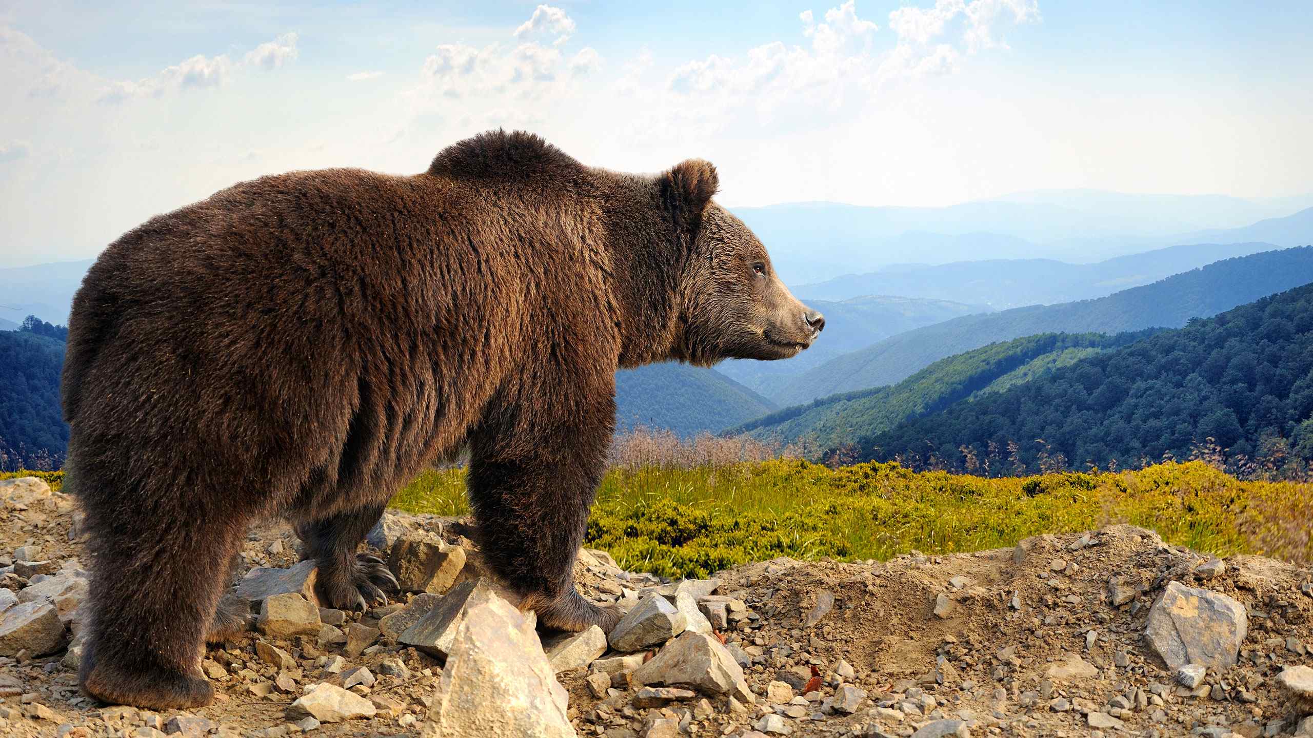 Myth: Bears are drawn to women on their period