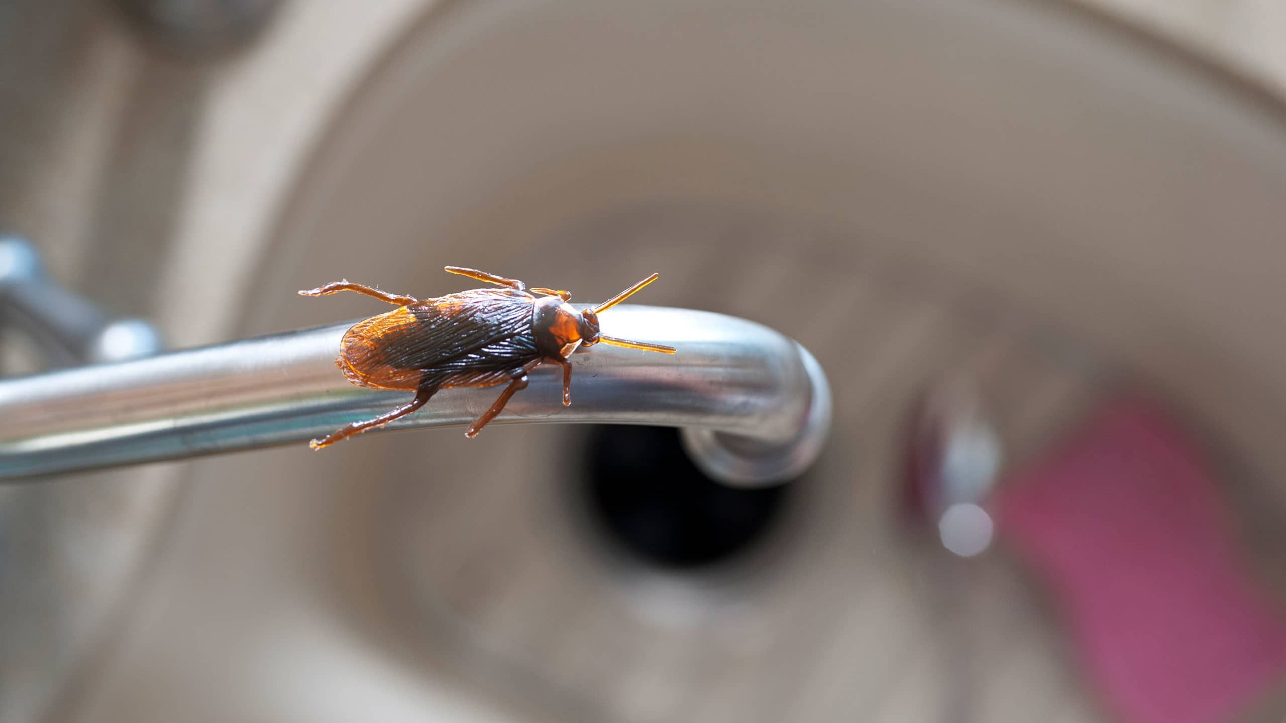 Allergen: Cockroaches and droppings