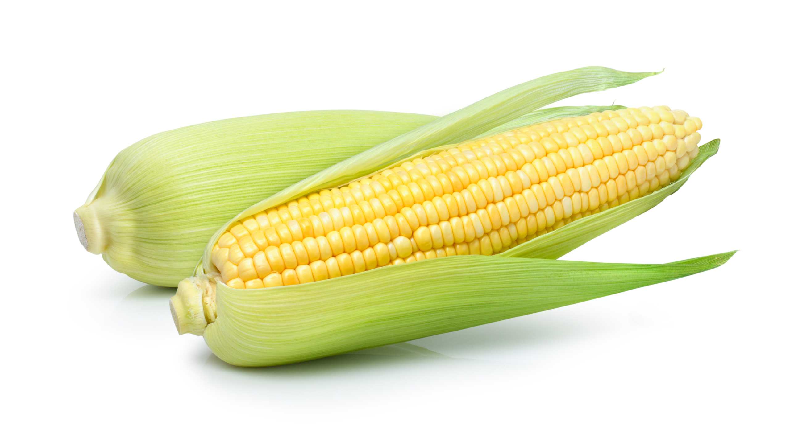 Size at 24 weeks: Ear of corn
