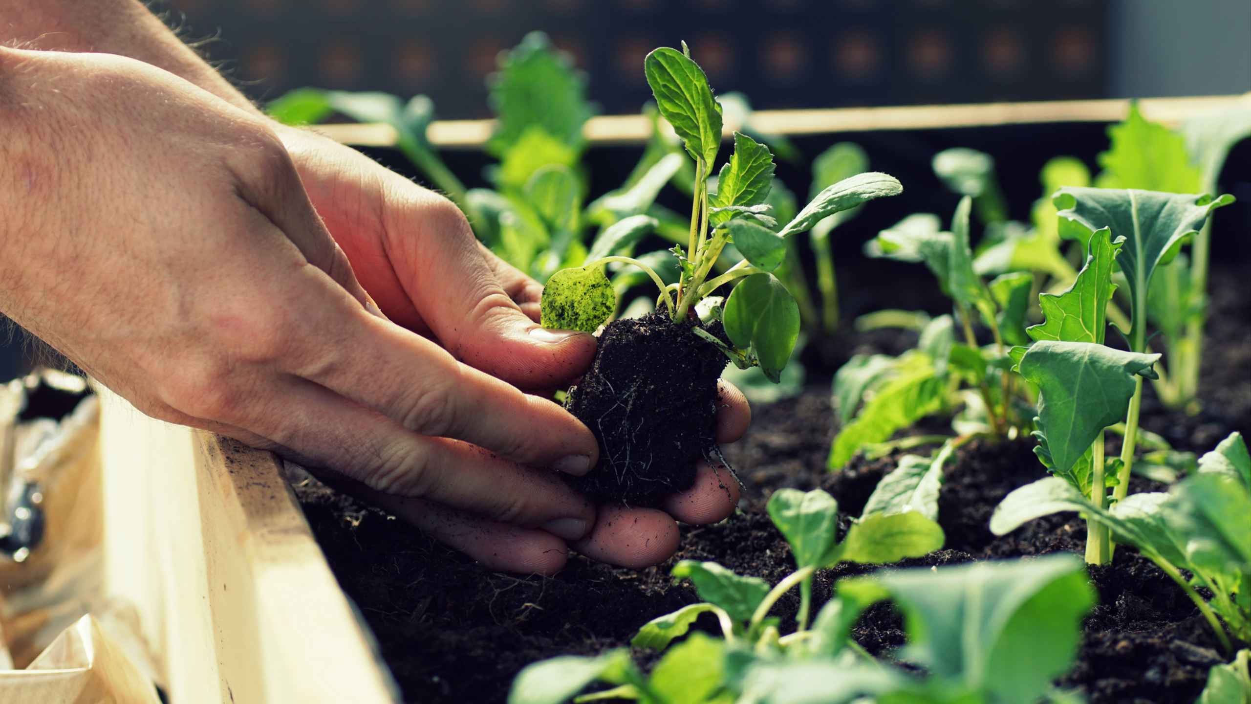 Plant Your Own Garden