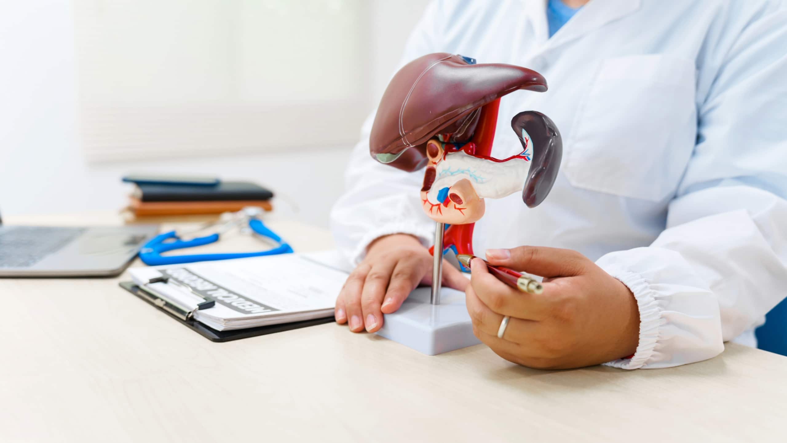 A guide to the liver for people who have MASLD
