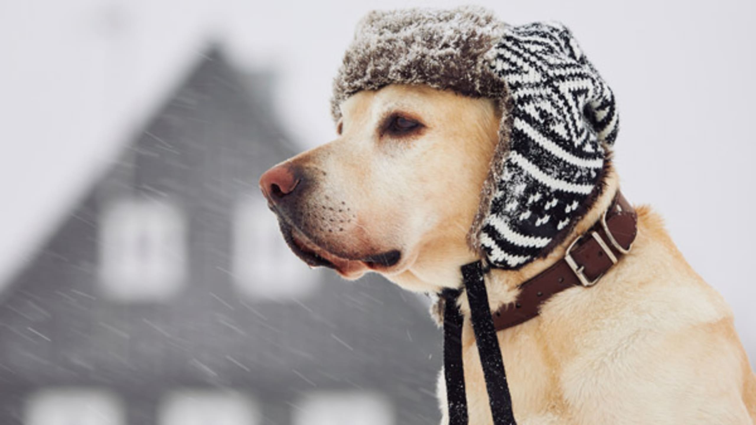 Chilly temperatures