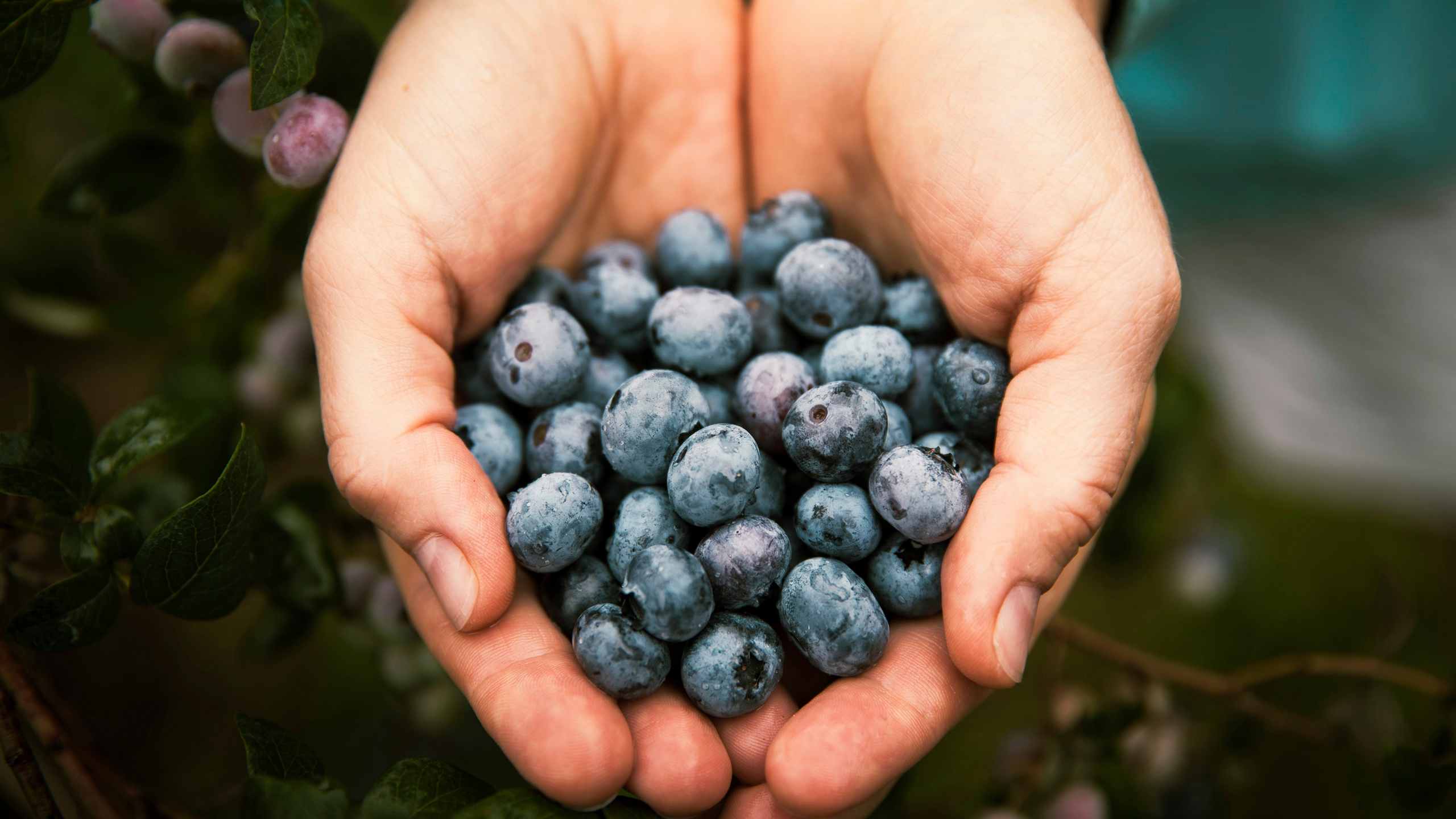 Summer: Fruits