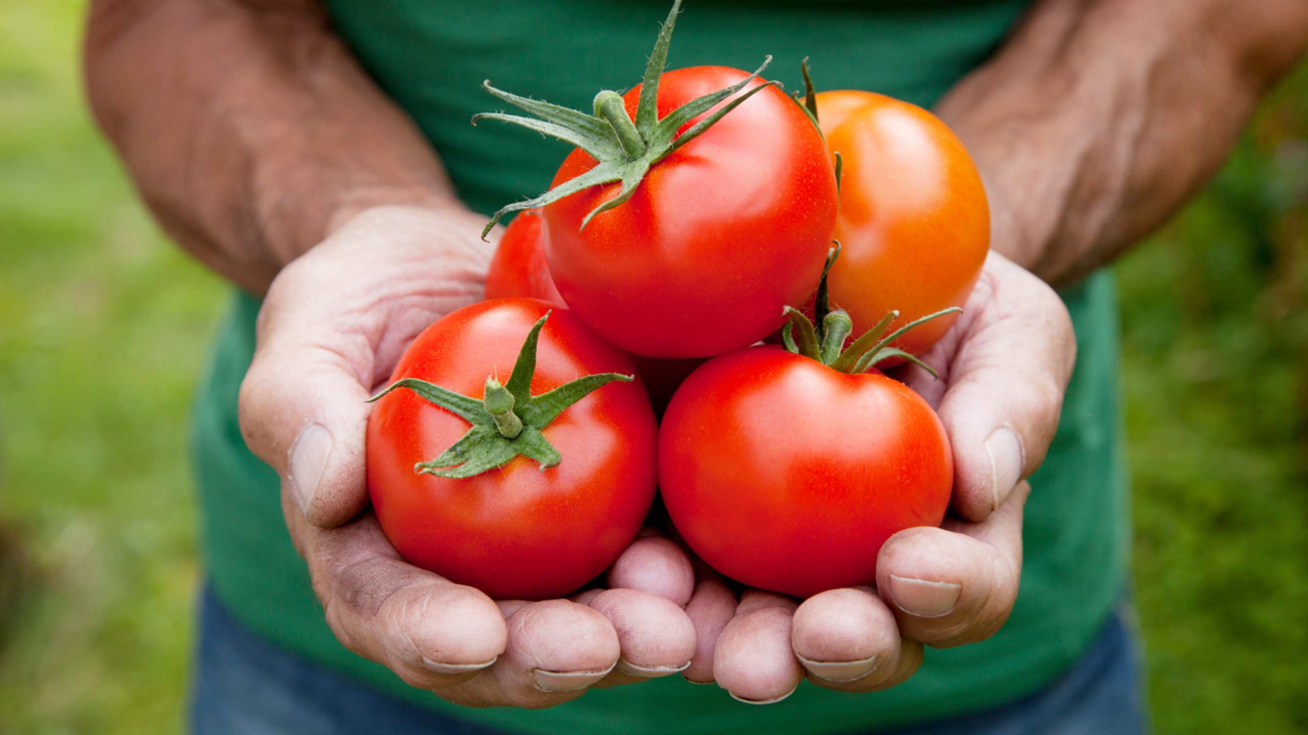 Tomatoes
