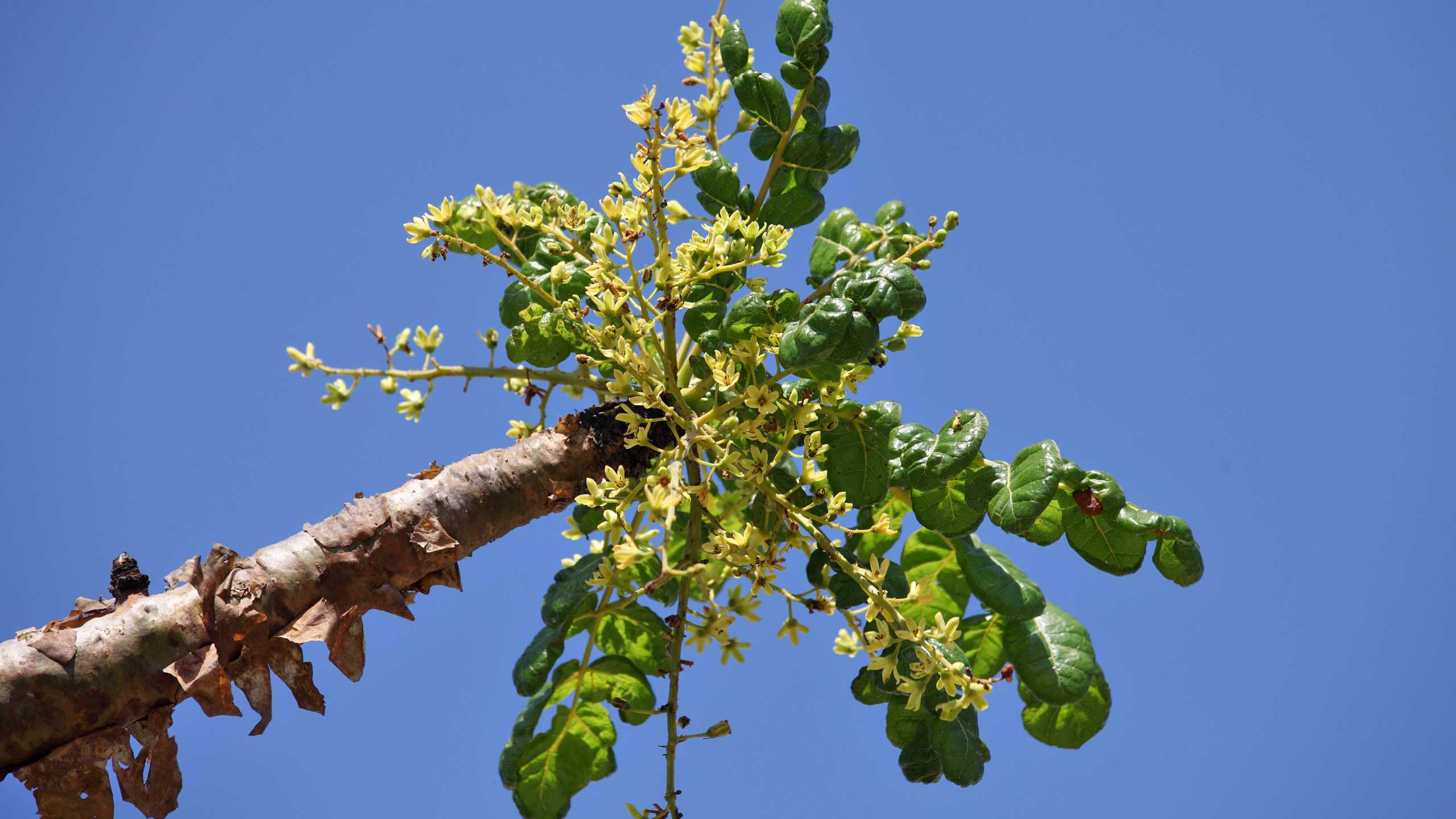 A caution about boswellia