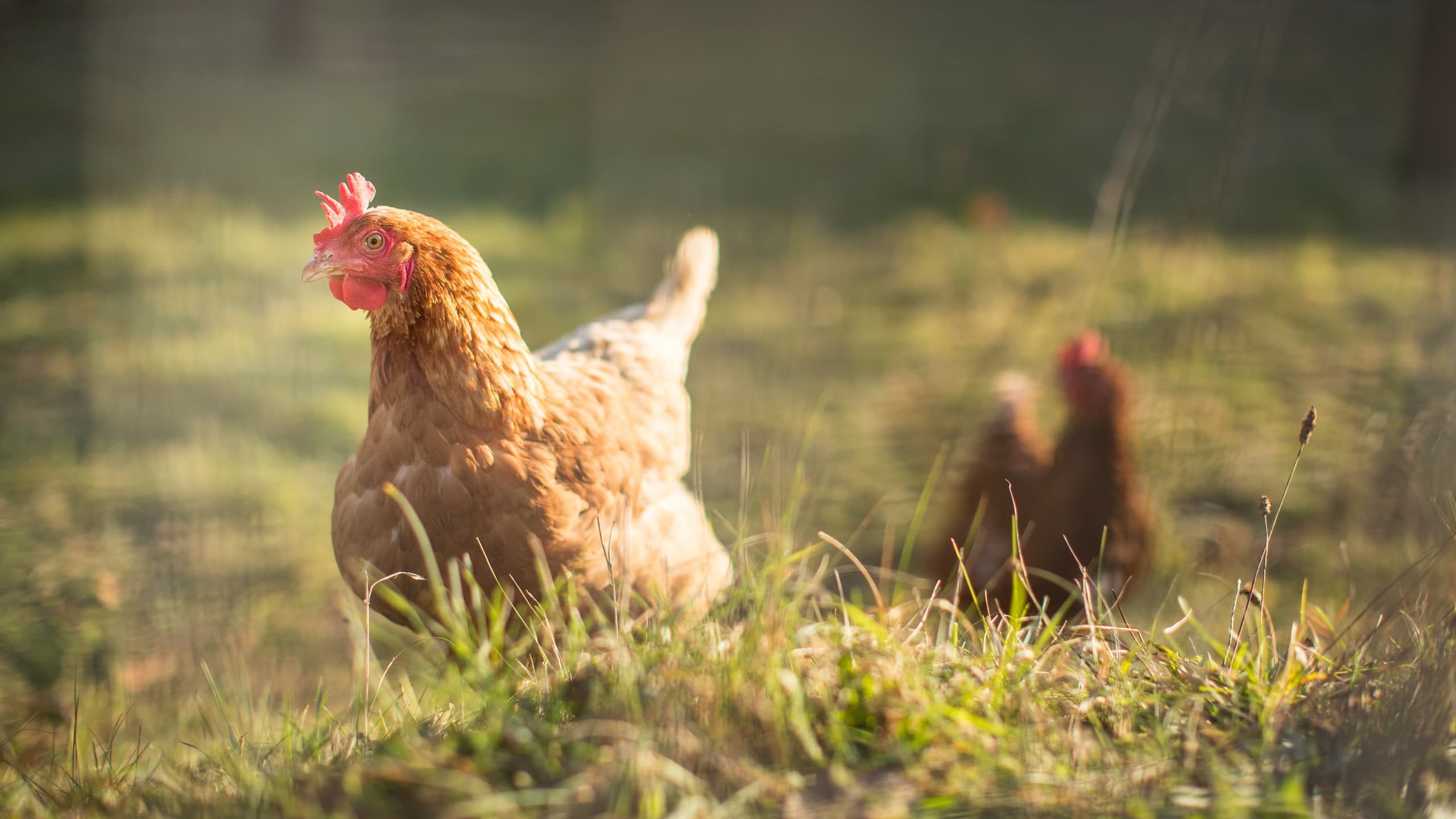 Bird-borne illnesses