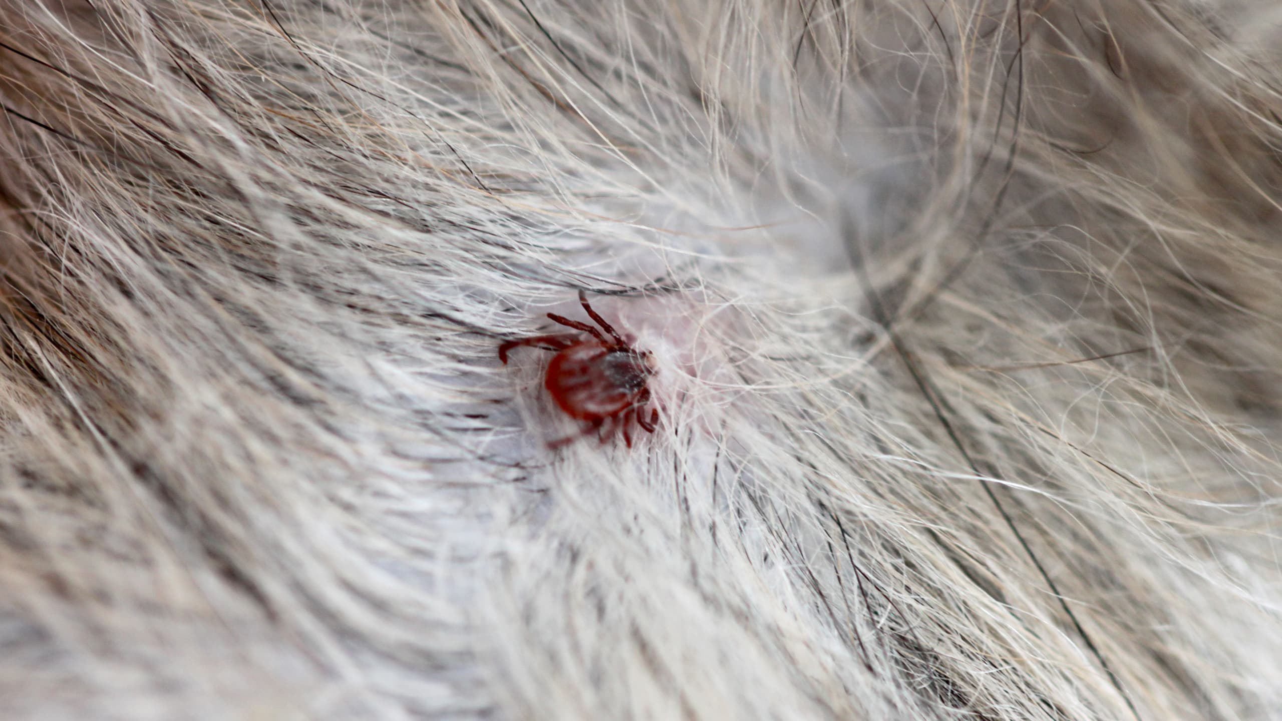 Tick-borne illnesses