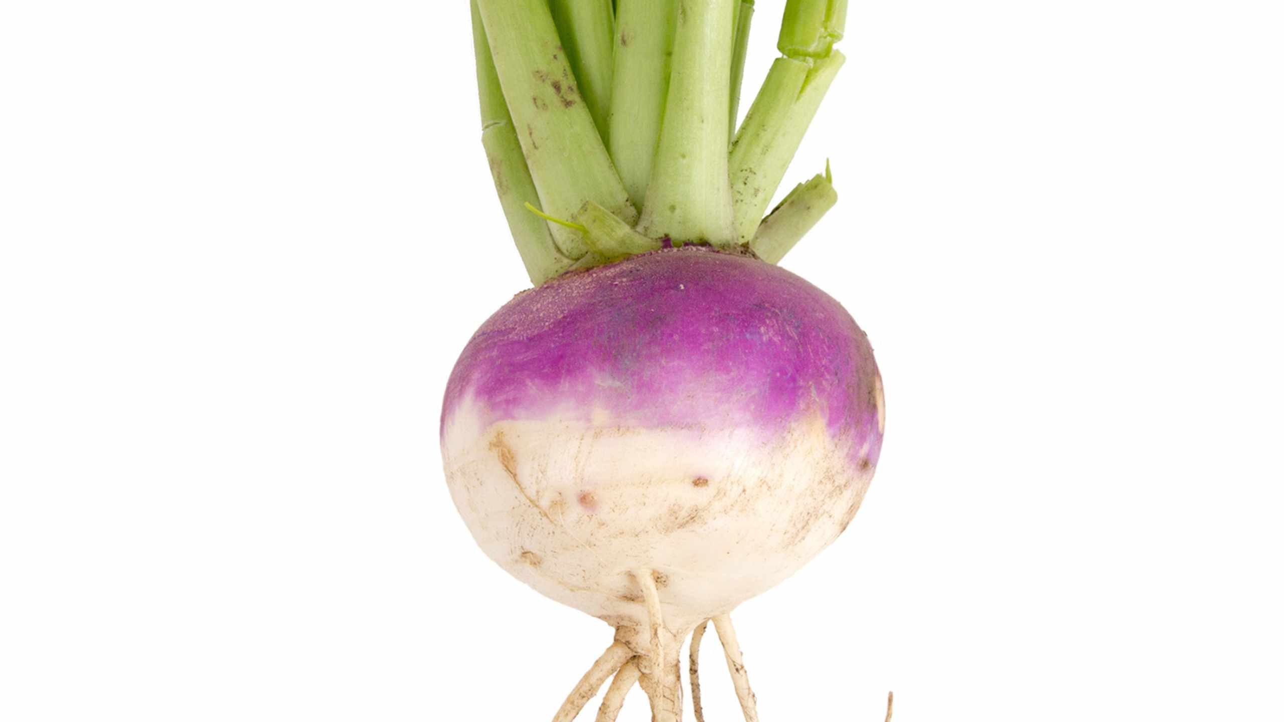 Size at 25 weeks: Rutabaga