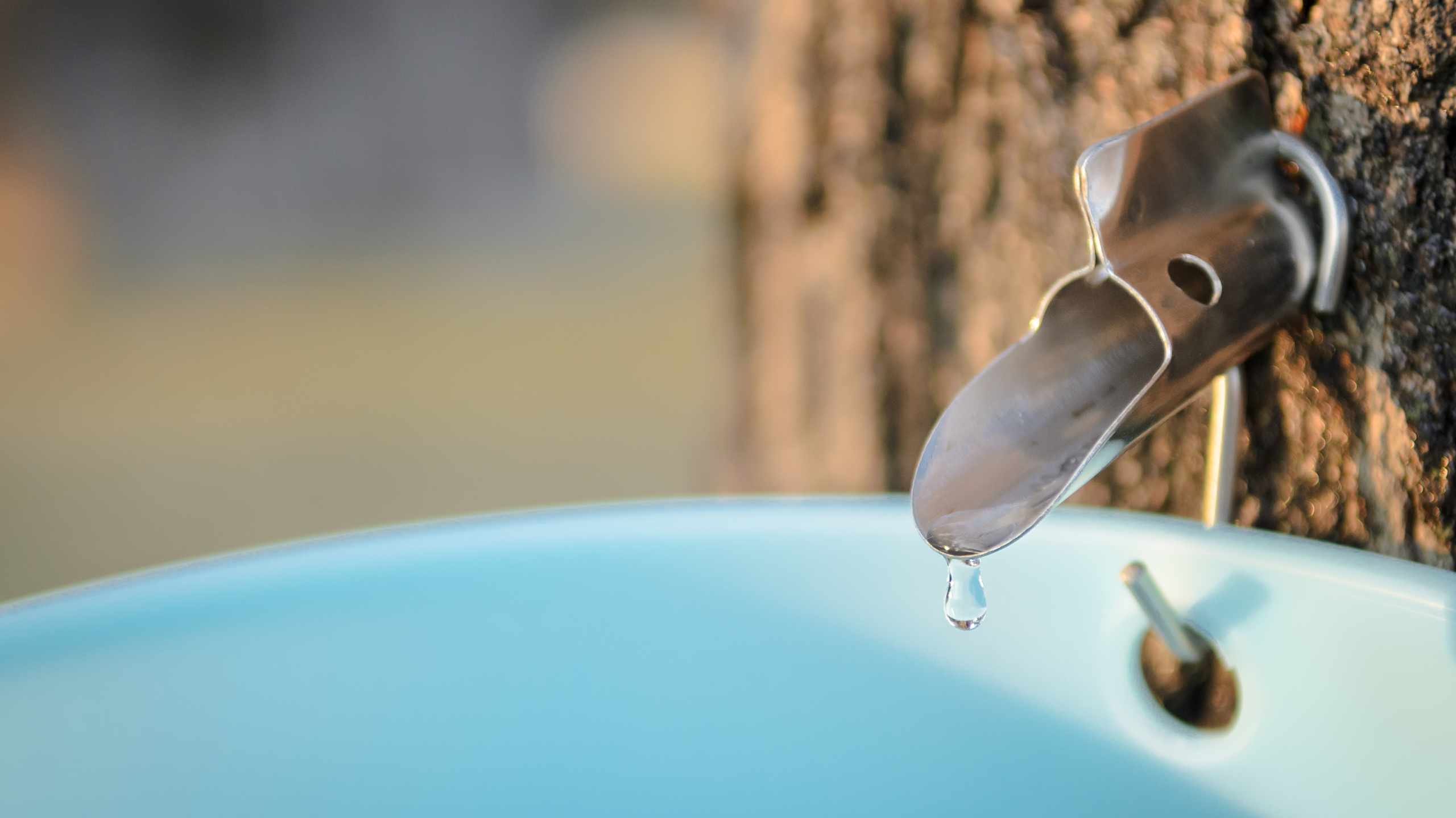 Maple water