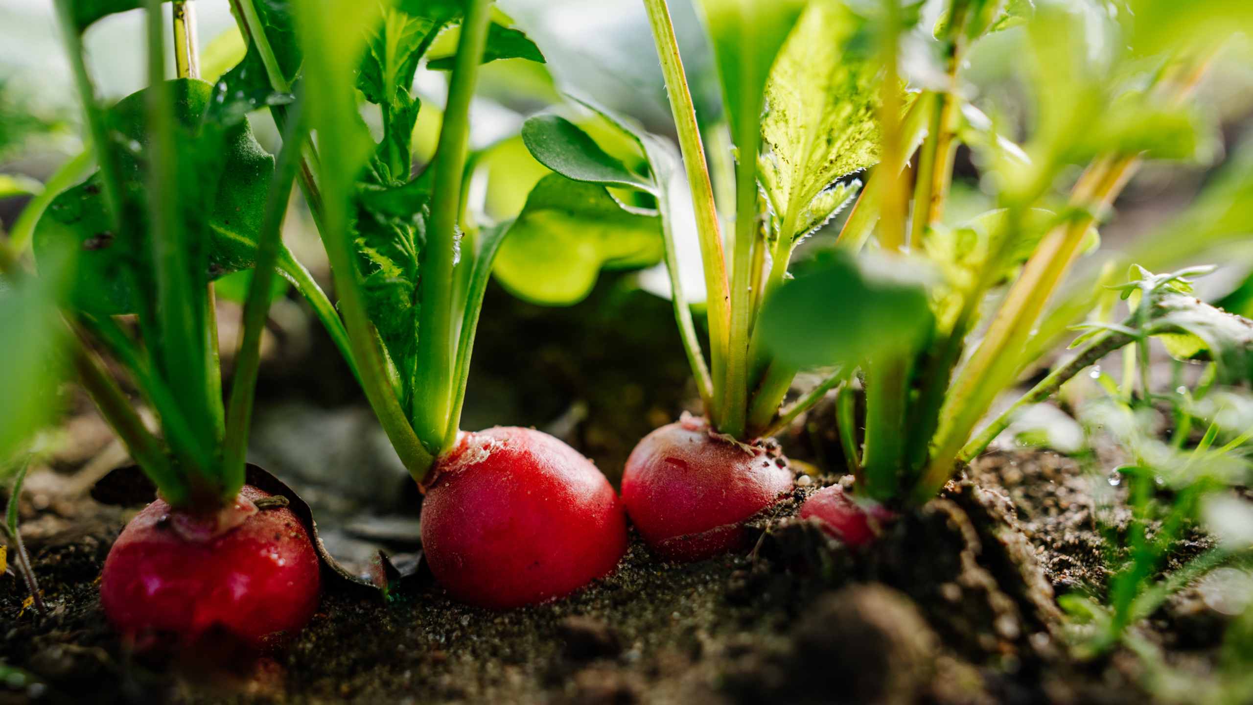 Radishes