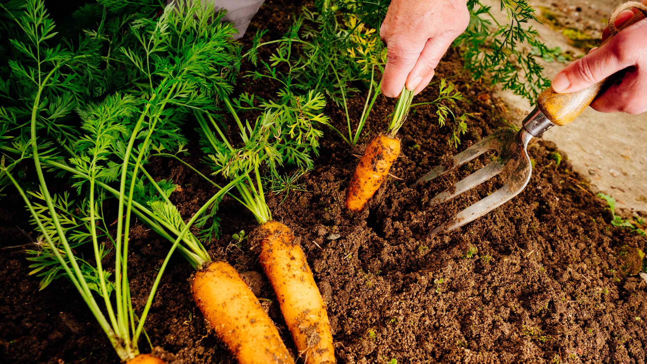 Carrots