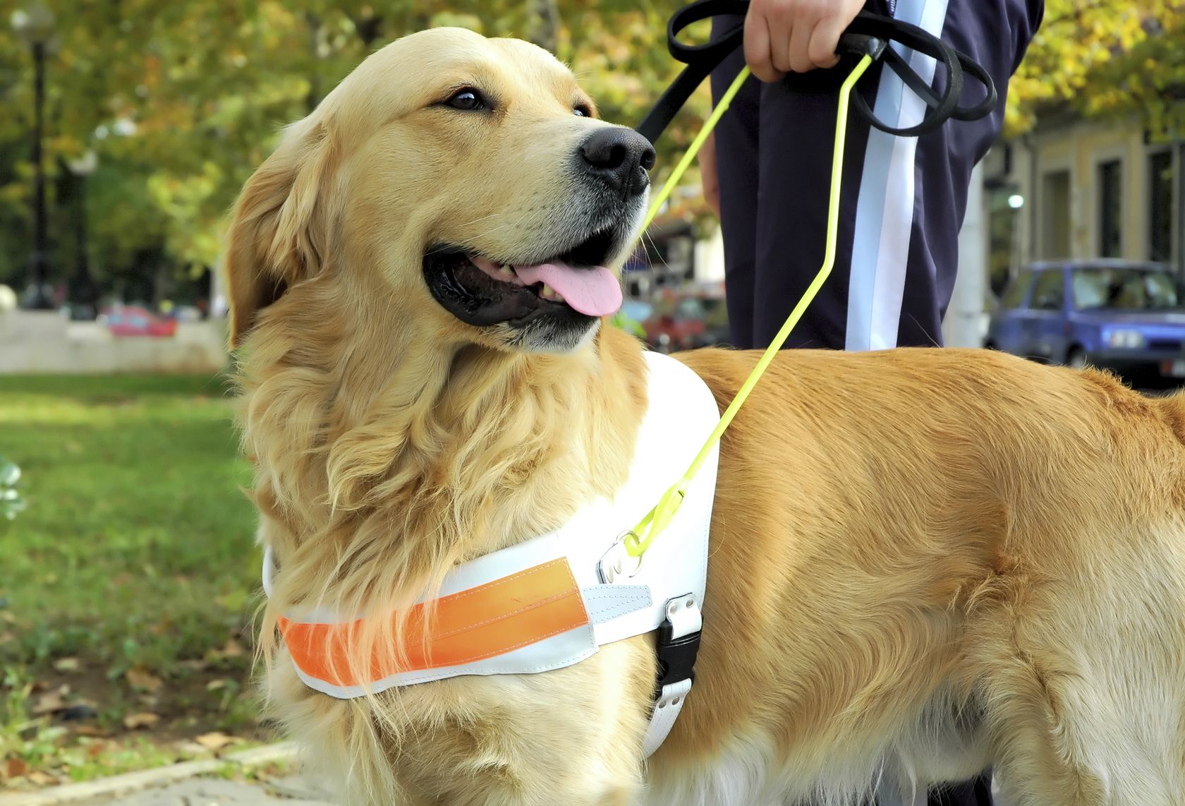 6 Service Dogs to the Rescue Sharecare