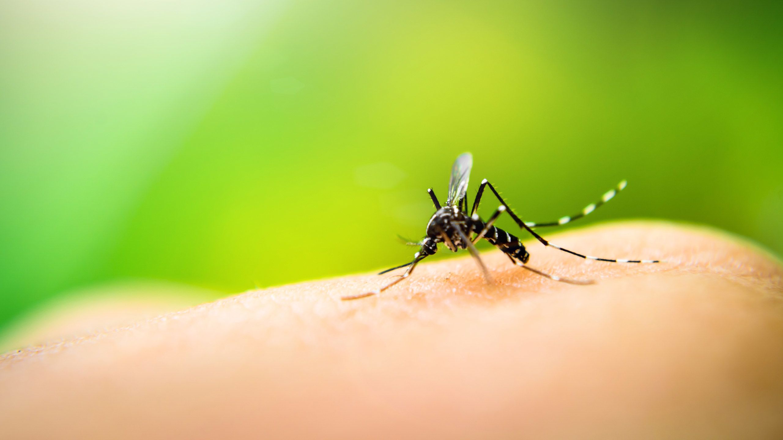 Ouch, what bit me? 10 common bug bites