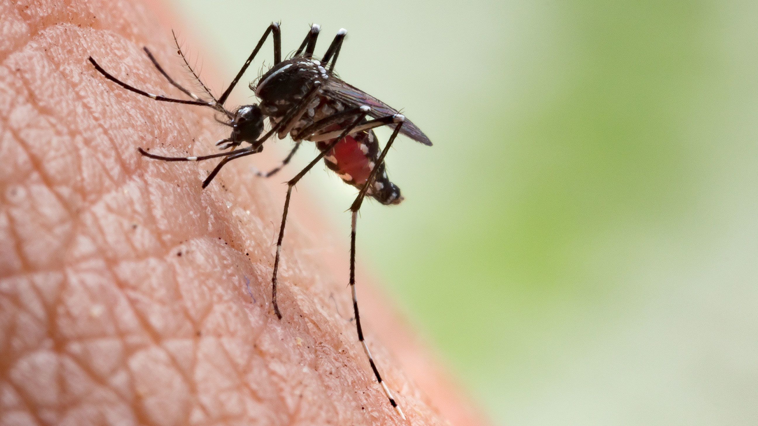 Why you should be paying attention to West Nile virus