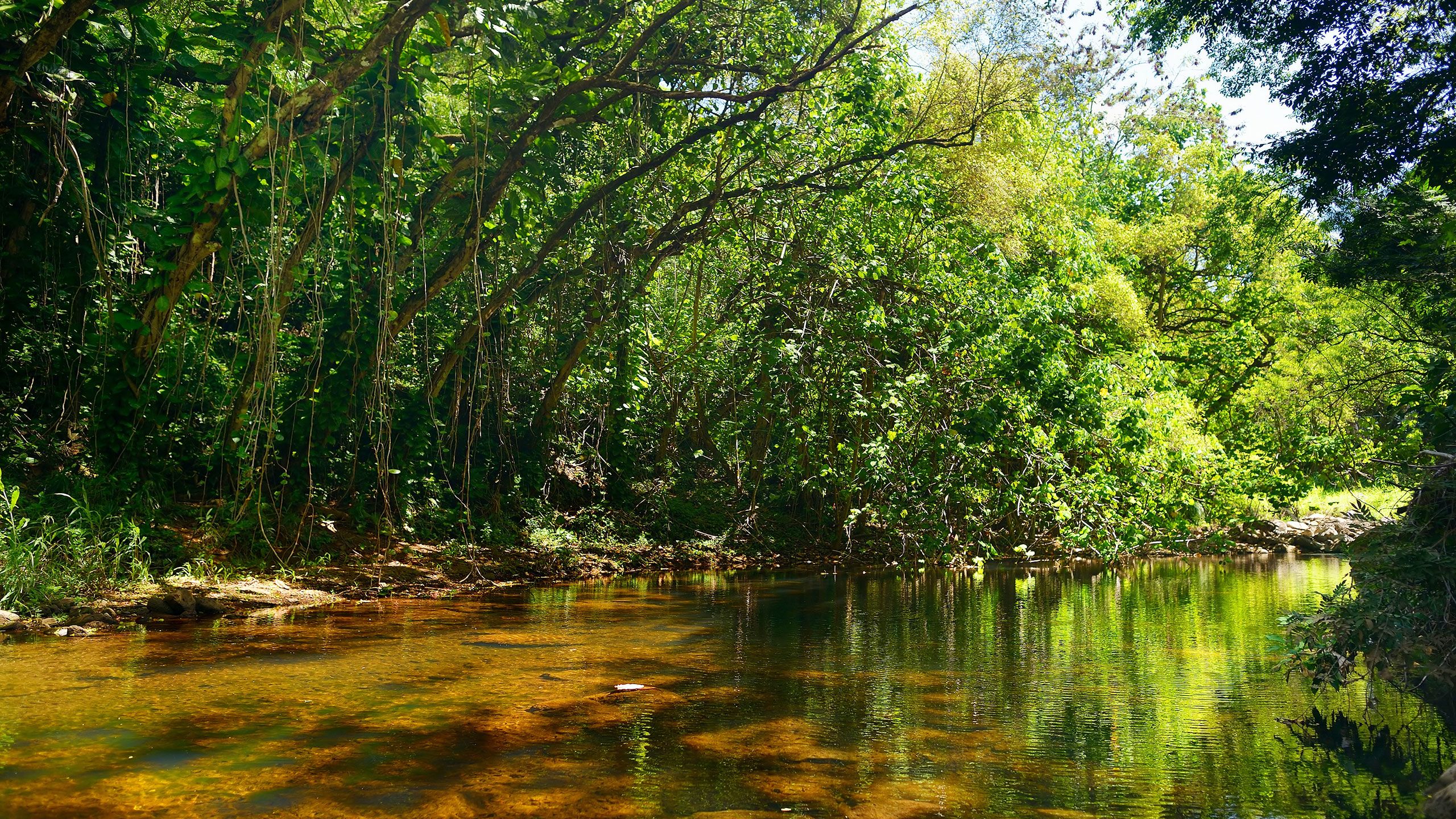 Hawaii health alert: how to spot the warning signs of a flesh-eating infection