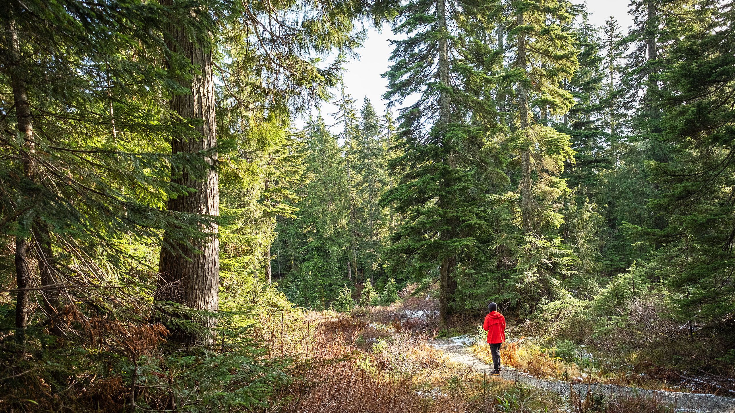 5 surprising ways nature can improve your health