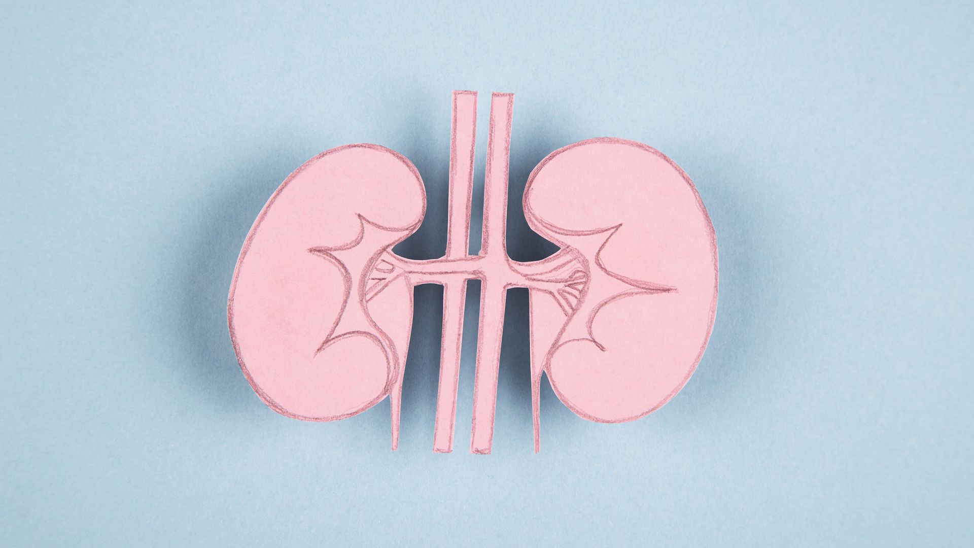 A Guide to the Kidneys for People With Diabetes