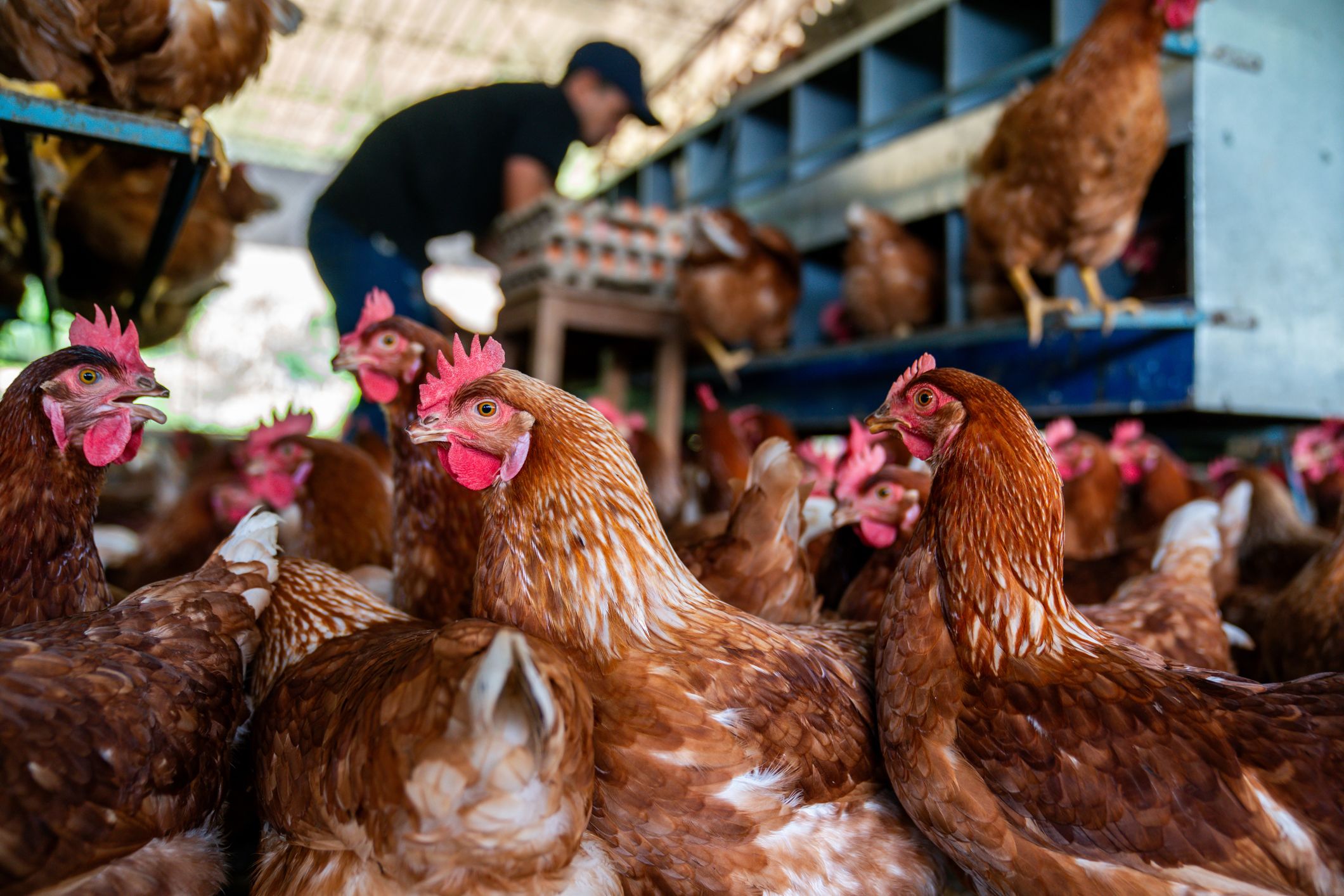 What is bird flu—and should we be worried?