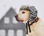 11 winter pet health hazards to avoid