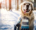 11 winter pet health hazards to avoid