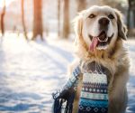 11 Winter Pet Health Hazards to Avoid