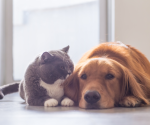 8 diseases you can catch from animals—and some you definitely can't