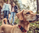 8 diseases you can catch from animals—and some you definitely can't