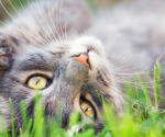 8 diseases you can catch from animals—and some you definitely can't