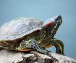 8 diseases you can catch from animals—and some you definitely can't