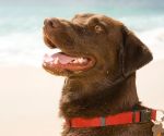 4 ways to prepare your pets for Hawaii’s next emergency