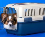 4 ways to prepare your pets for Hawaii’s next emergency