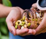 The best nuts for your health