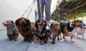 My exercise secret weapon: walking my dog