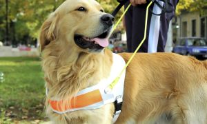 6 service dogs to the rescue