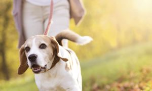 The Best Walking Partner? Your Dog!