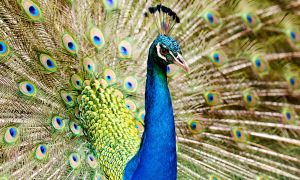 What's the deal with emotional support animals?