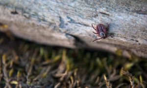 What You Need to Know About Ticks