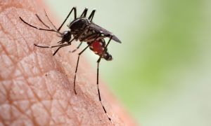 Why you should be paying attention to West Nile virus