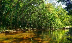 Hawaii health alert: how to spot the warning signs of a flesh-eating infection