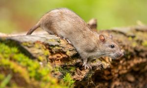 Hawaii health alert: 3 gross diseases you can catch from rats